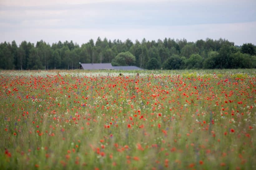 Žydinčių aguonų laukas Trakų raj. ELTA / Orestas Gurevičius nuotr.