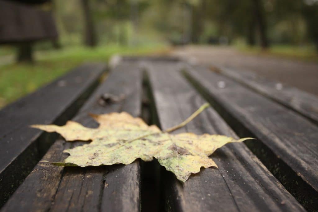 Klevo lapas. Gedimino Savickio (ELTA) nuotr.