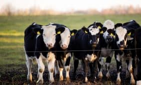 Karvės. ELTA / Žygimantas Gedvila nuotr.