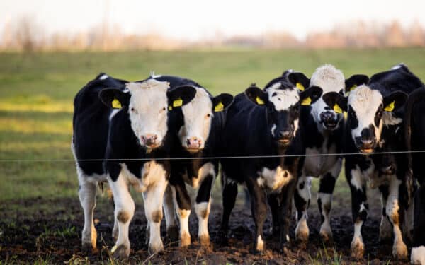 Gera žinia ūkininkams: nykstančių veislių gyvulių augintojai sulauks didesnių išmokų