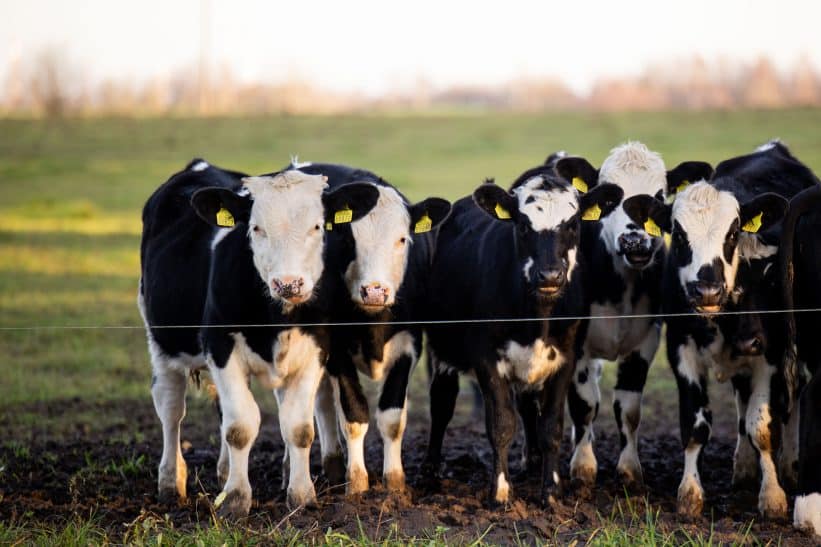 Karvės. ELTA / Žygimantas Gedvila nuotr.