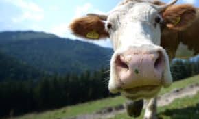 Karvės portretas. EPA-ELTA nuotr.