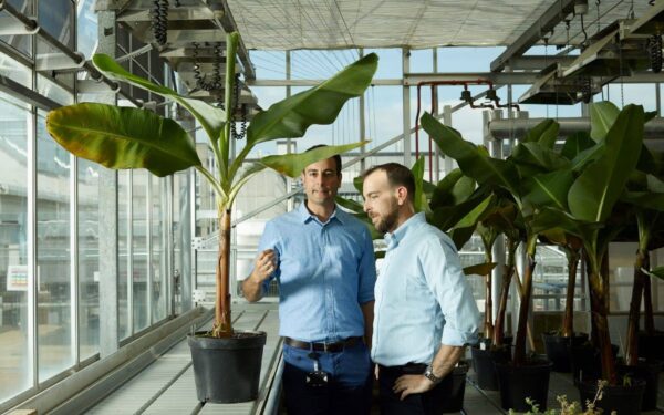 Keis bananų ir ryžių rinką: genų redagavimo startuolis pritraukė 91 mln. eurų