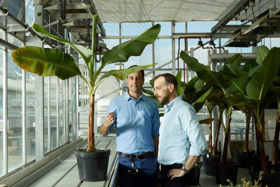 Keis bananų ir ryžių rinką: genų redagavimo startuolis pritraukė 91 mln. eurų