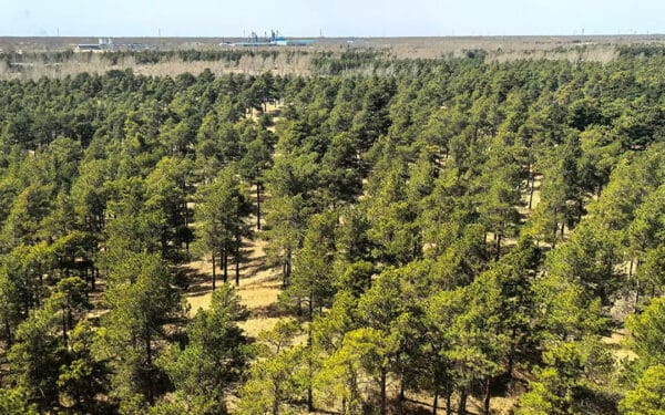 Medžiai dykumoje – kaip sodinimo programa padėjo išvalyti orą viename karščiausių regionų?