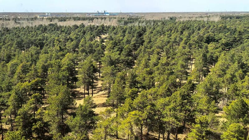 Medžiai dykumoje – kaip sodinimo programa padėjo išvalyti orą viename karščiausių regionų?