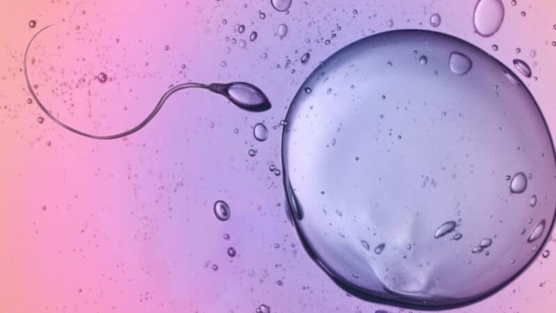 Naujas fizikos modelis: spermatozoidai juda ignoruodami klasikinę simetriją