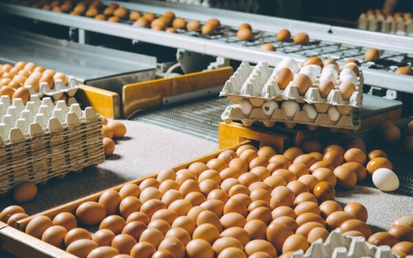 Kiaušinių importas į Lenkiją šoktelėjo 73 proc. – pagrindinis tiekėjas yra Ukraina