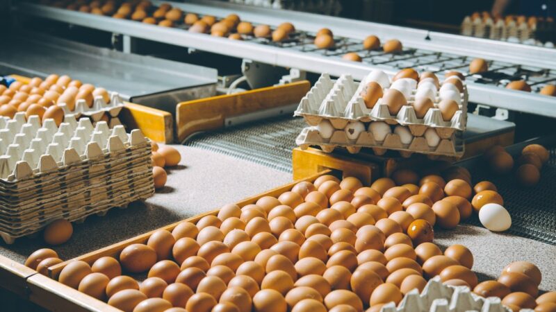 Kiaušinių importas į Lenkiją šoktelėjo 73 proc. – pagrindinis tiekėjas yra Ukraina