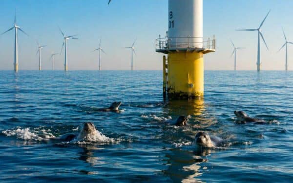 Jūriniai vėjo parkai keičia gamtą labiau nei manyta: ruoniai prisitaikė, bet ne taip, kaip tikėtasi