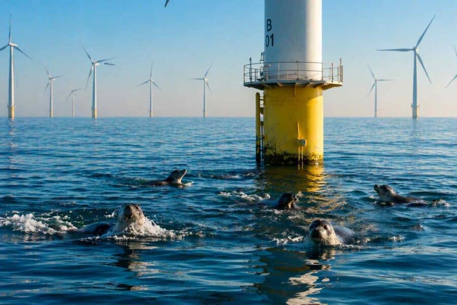 Jūriniai vėjo parkai keičia gamtą labiau nei manyta: ruoniai prisitaikė, bet ne taip, kaip tikėtasi