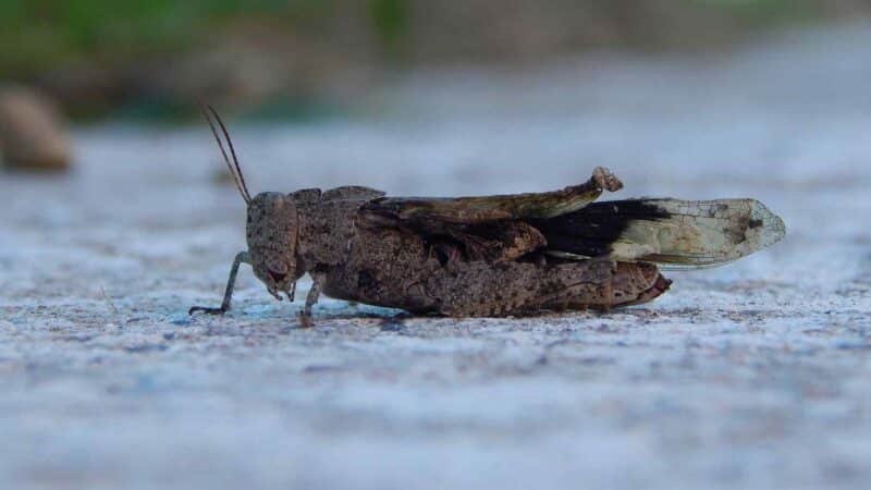 Arizonos skėrių antplūdis siejamas su saulės parkais – mokslininkai įžvelgia grėsmę