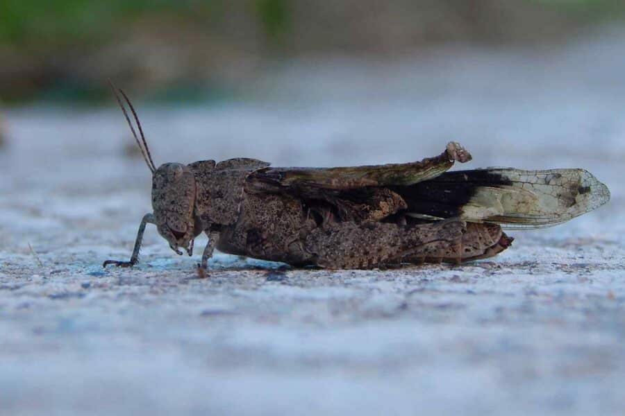 Arizonos skėrių antplūdis siejamas su saulės parkais – mokslininkai įžvelgia grėsmę