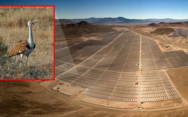 Vienas nykstantis paukštis sustabdė milžinišką saulės modulių projektą Indijoje: kas nutiko?