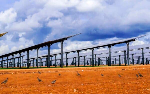 Australijos karščio bangos naikina paukščius: vis dažniau jie slepiasi po saulės elektrinių moduliais