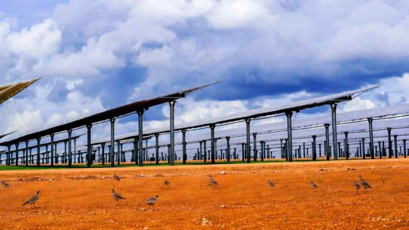 Australijos karščio bangos naikina paukščius: vis dažniau jie slepiasi po saulės elektrinių moduliais