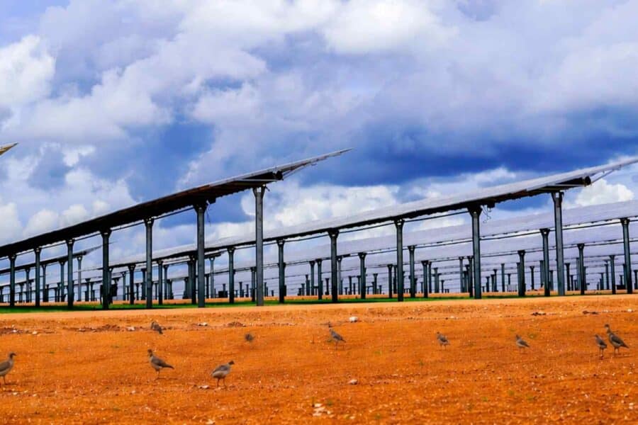 Australijos karščio bangos naikina paukščius: vis dažniau jie slepiasi po saulės elektrinių moduliais