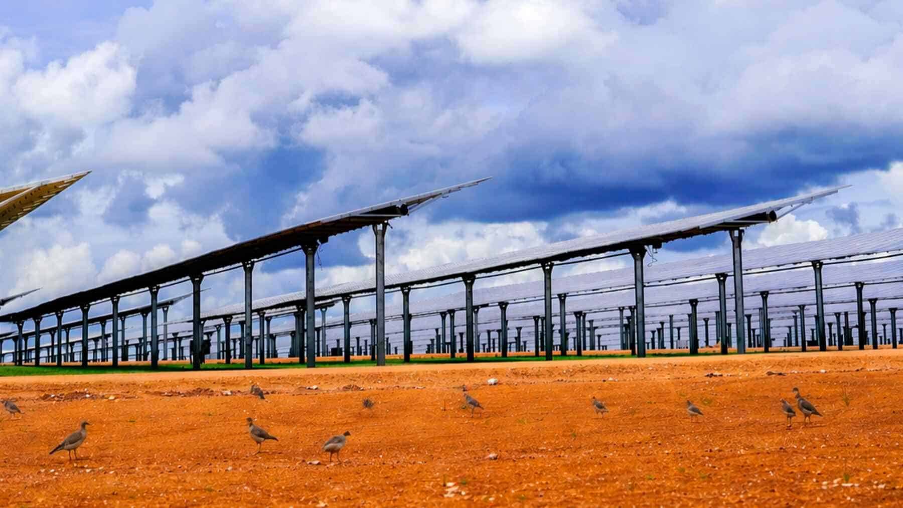 Australijos karščio bangos naikina paukščius: vis dažniau jie slepiasi po saulės elektrinių moduliais