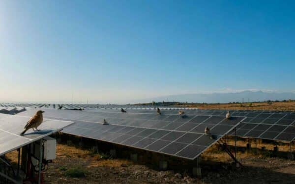 Saulės parkai tampa gamtos oazėmis: Vokietijoje rasta per 300 augalų ir 13 šikšnosparnių rūšių