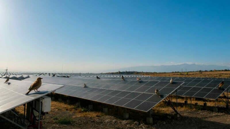 Saulės parkai tampa gamtos oazėmis: Vokietijoje rasta per 300 augalų ir 13 šikšnosparnių rūšių