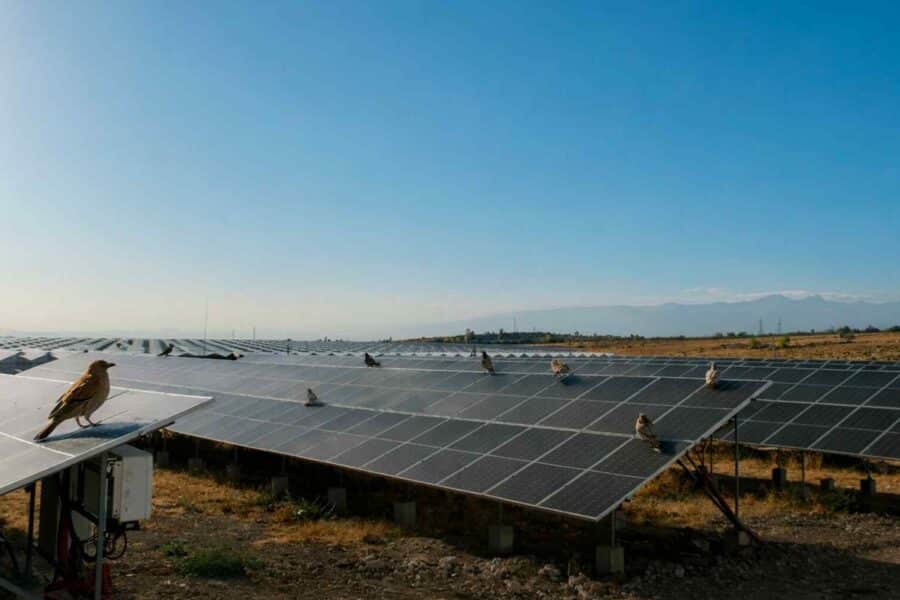 Saulės parkai tampa gamtos oazėmis: Vokietijoje rasta per 300 augalų ir 13 šikšnosparnių rūšių