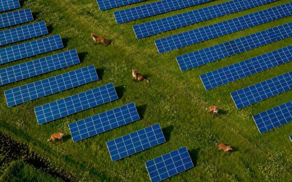 Saulės parkai tampa laukinės gamtos prieglobsčiu: Kalifornijos lapės juose kuria urvus