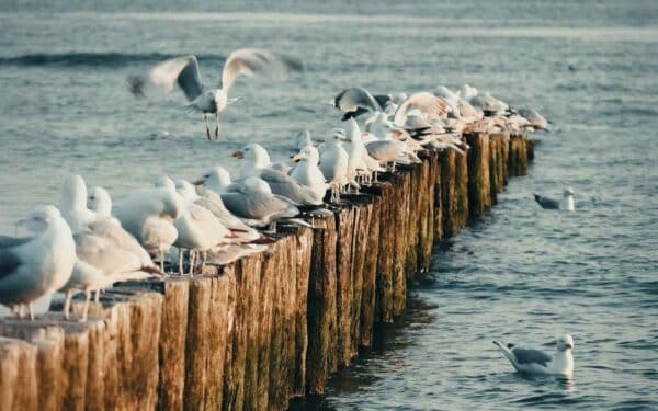 Jūriniai vėjo parkai keičia paukščių maršrutus: tyrimai fiksuoja iki 256 000 pradingusių jūrinių paukščių