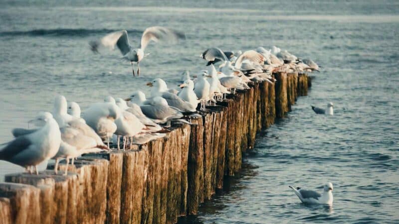 Jūriniai vėjo parkai keičia paukščių maršrutus: tyrimai fiksuoja iki 256 000 pradingusių jūrinių paukščių