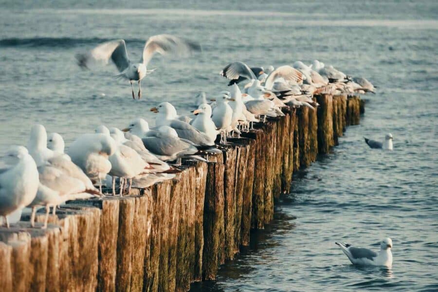 Jūriniai vėjo parkai keičia paukščių maršrutus: tyrimai fiksuoja iki 256 000 pradingusių jūrinių paukščių