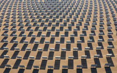 Netikėtas atradimas dykumoje: po saulės elektrine pradėjo klestėti gyvybė