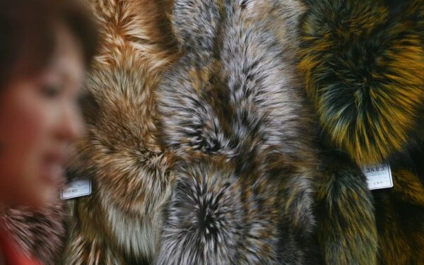 Ar kailių draudimas taps realybe? Sprendimas artėja, bet nesutarimai gilėja