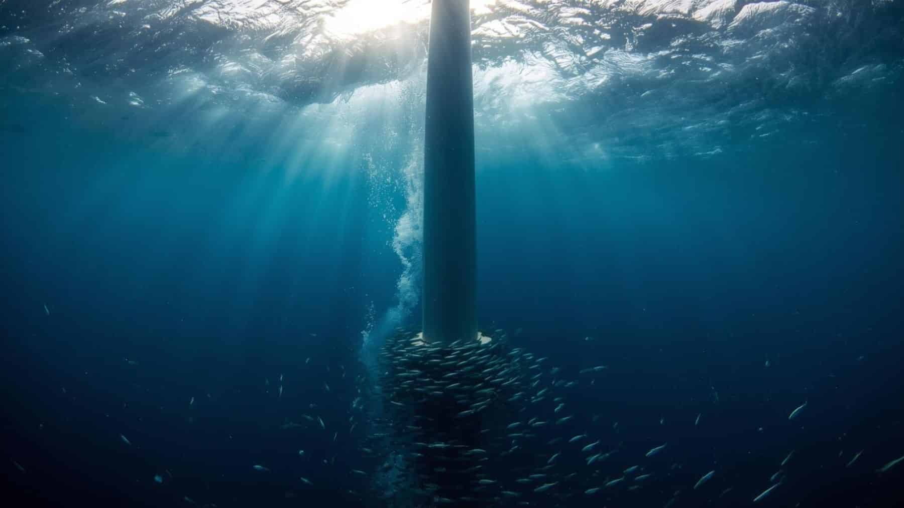 Jūriniai vėjo parkai ir gamtosauga – kaip energetikos milžinai gaivina jūros dugną?