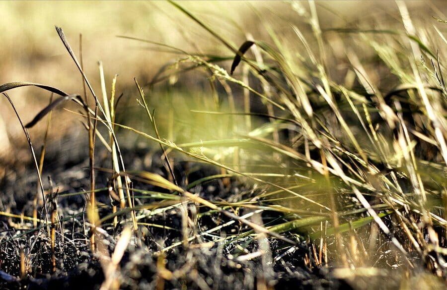 Žolė. Openverse nuotr.