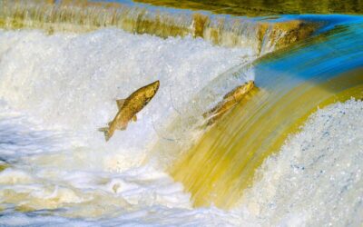 Pusę amžiaus stovėjęs 100 tonų riedulys bus suskaldytas – kodėl jis trukdo lašišoms?