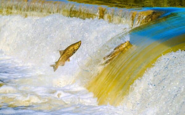 Upėse – narkotikų pėdsakai ir pasikeitęs lašišų elgesys: ekspertai skambina pavojaus varpais