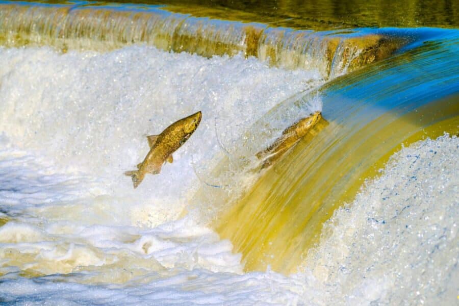 Lašišos. Pexels nuotr.