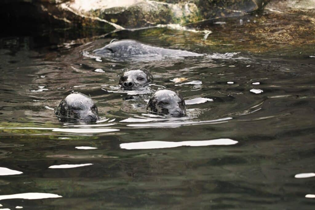 Ruoniai. Pexels nuotr.