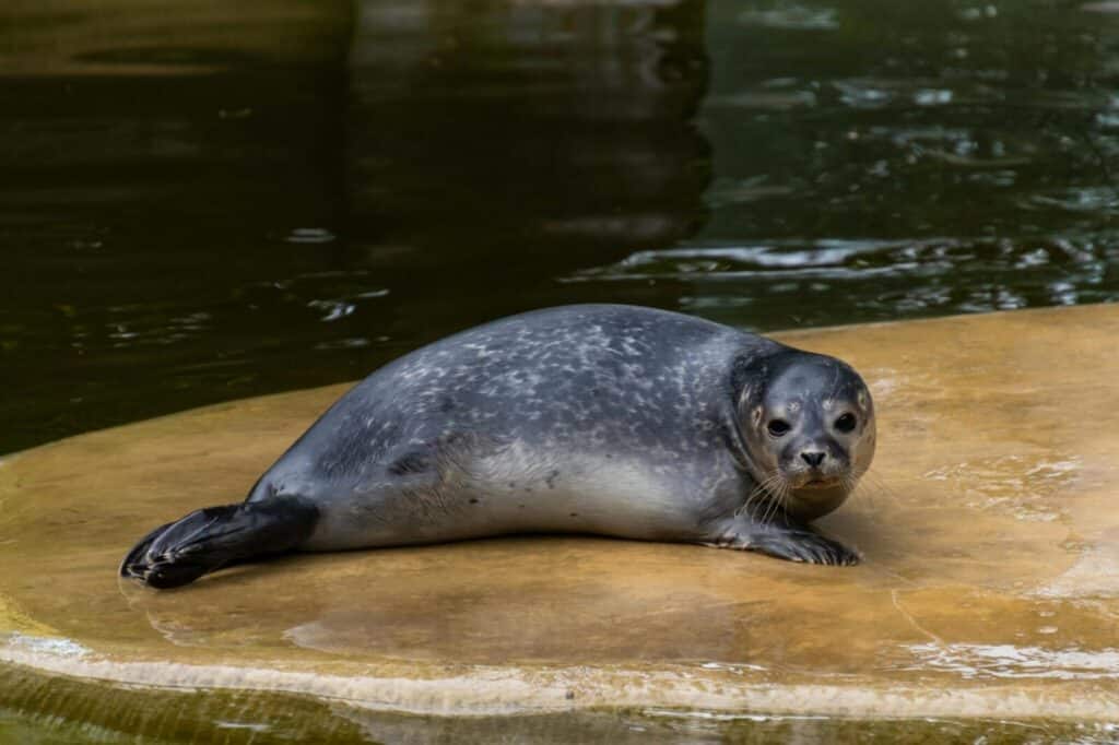 Ruonis. Pexels nuotr.