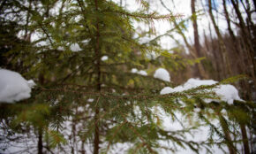 Žiema Vilniuje. ELTA / Josvydas Elinskas