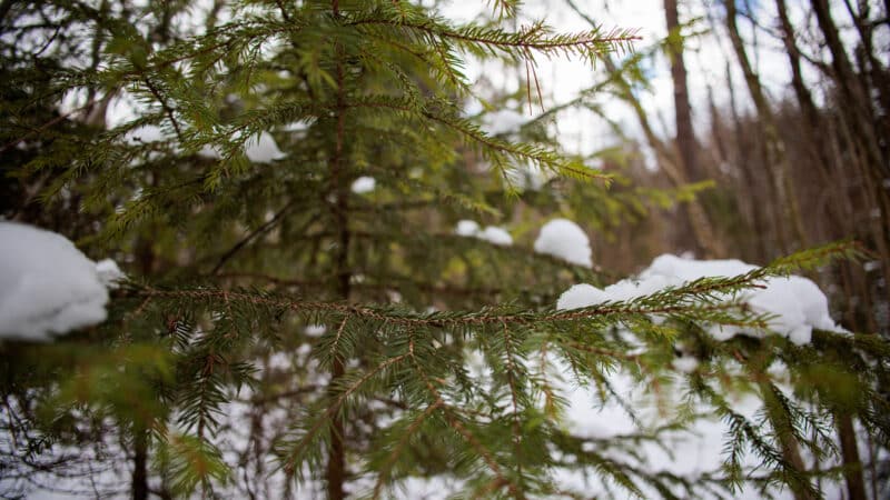 Dar visai neseniai čia stovėjo garažai – dabar gyventojų laukia visai kitas vaizdas: štai, kas pasikeis