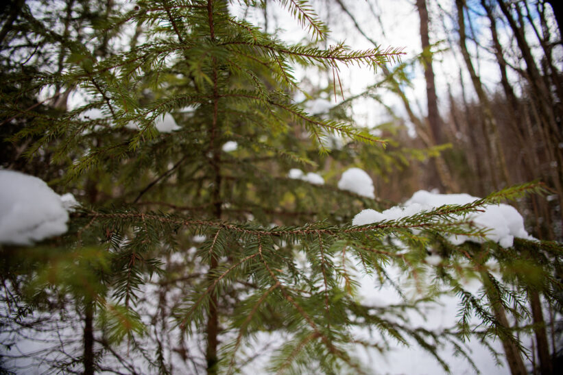 Žiema Vilniuje. ELTA / Josvydas Elinskas