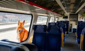 Lietuvos geležinkeliai pristatė Miško traukinį. ELTA / Žygimantas Gedvila