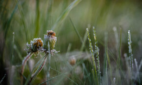 Rytinės šalnos. ELTA / Josvydas Elinskas