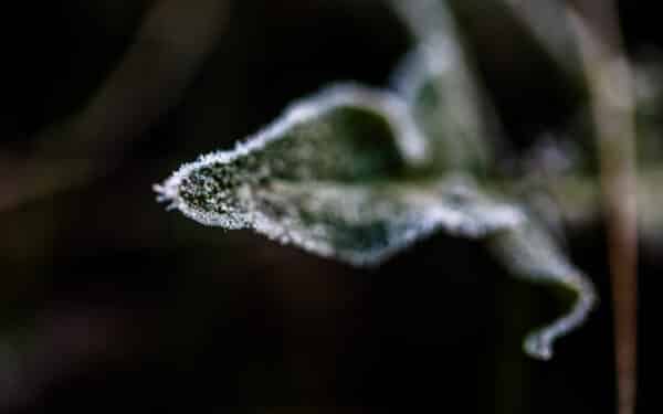 Šalnos smogs be gailesčio: augintojai baiminasi blogiausio – lemtingos naktys gali pakeisti viską