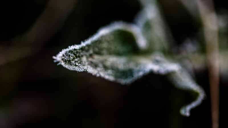 Šalnos smogs be gailesčio: augintojai baiminasi blogiausio – lemtingos naktys gali pakeisti viską