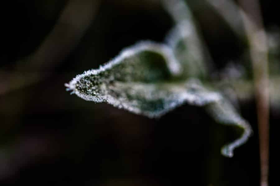 Rytinės šalnos. ELTA / Josvydas Elinskas