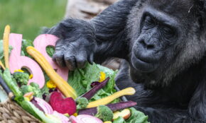 Berlyno zoologijos sodas švenčia rekordinį 69-ąjį gorilos Fatou gimtadienį. EPA-ELTA