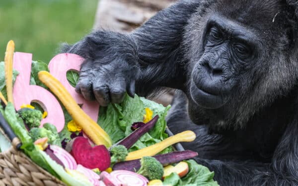 Seniausia pasaulyje gorila Berlyno zoologijos sode švenčia 69-ąjį gimtadienį: jos istorija neeilinė
