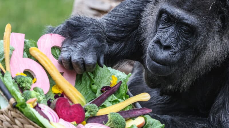 Seniausia pasaulyje gorila Berlyno zoologijos sode švenčia 69-ąjį gimtadienį: jos istorija neeilinė