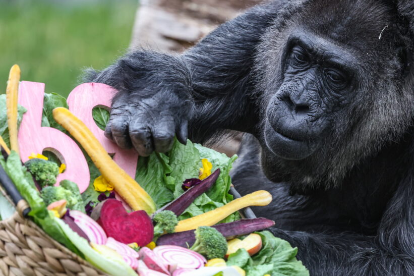 Berlyno zoologijos sodas švenčia rekordinį 69-ąjį gorilos Fatou gimtadienį. EPA-ELTA